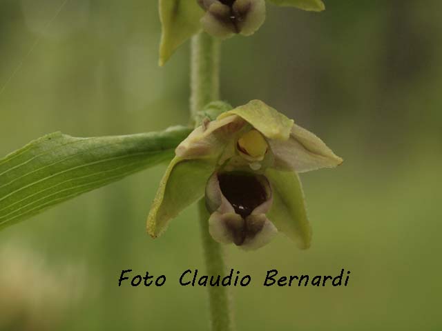 Epipactis helleborine